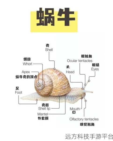 戴璐蘑菇：1. 戴璐蘑菇：探索自然界的奇妙食材
