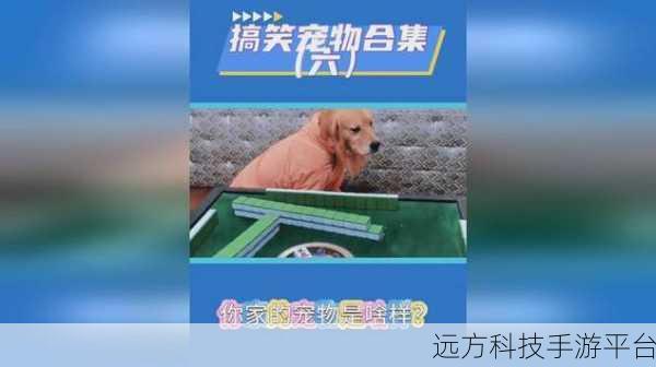 逗趣新境界!游戏为猫让爱宠乐翻天