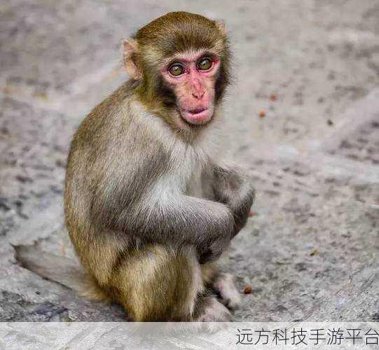 两人生猴子的全过程不盖被子:1. 拥抱温暖,打破孤独:两人的猴子故事