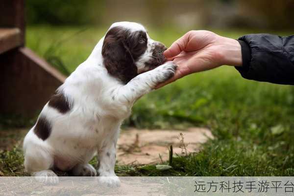 ZOOMSERVO兽狗最新版本介绍：1. ZOOMSERVO兽狗：全新智能宠物训练助手上线