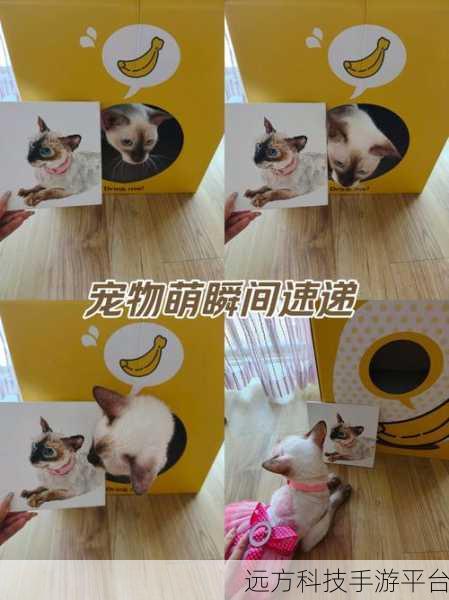 探索猫咪城巨大猫咪之地，萌宠养成新纪元