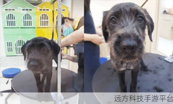 小萝莉的第一次给了黑狗：小萝莉的第一次：与黑狗之间的不解缘分