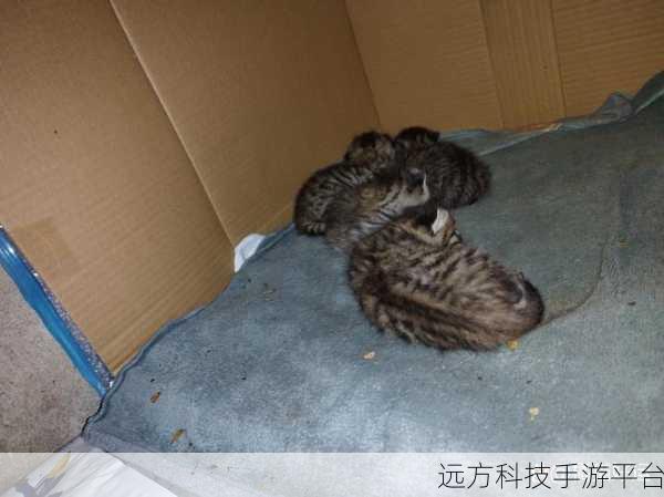 萌宠养成新体验，收养一只流浪的猫游戏等你来下载