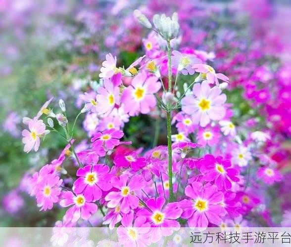 樱花草直播:1. 樱花草直播:带你领略春日盛宴的魅力