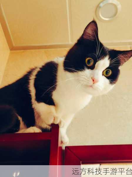 晴天小猫360版,萌宠养成新体验,温馨互动乐无边
