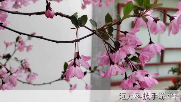 海棠入口打不开:1. 海棠入口打不开?探寻背后的技术问题