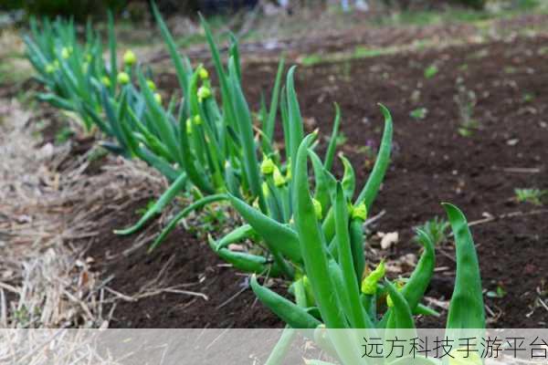 开垦母亲肥沃的土地倾碧悠然：1. 拓展母亲沃土，孕育生命新篇章