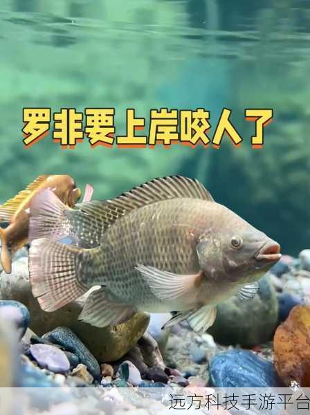 水族修炼场手机版,悠然垂钓,尽享休闲钓鱼之旅