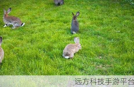 美女两个大兔子在衬衫里抖来抖去:1. 美女衬衫里的兔子舞动春情