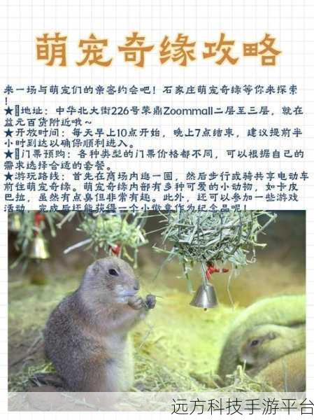 萌宠相伴,共赴奇幻仙途 ——带着萌宠来场仙恋深度解析
