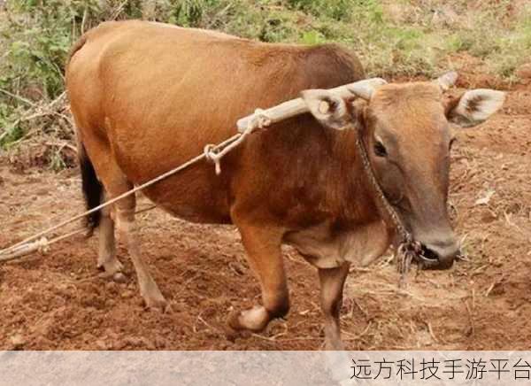 耕了母亲荒废土地:1. 重耕母亲的荒地,唤醒生命的新希望