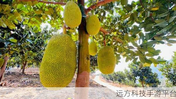 菠萝蜜在线观看高清免费视频:1. 菠萝蜜:探寻热带水果的奇妙世界