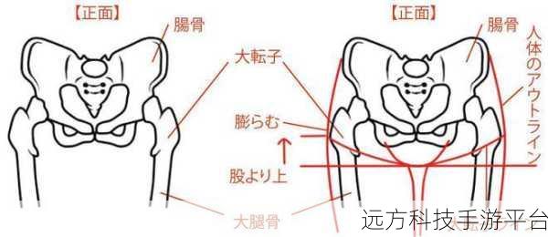 子与骨