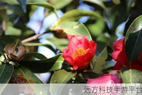 【狀.元.紅]致力打造,火：以下是一些基于“狀.元.紅”主题的标题建议，每个标题都超过10个字：