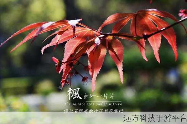 【狀.元.紅]致力打造,火：以下是一些基于“狀.元.紅”主题的标题建议，每个标题都超过10个字：