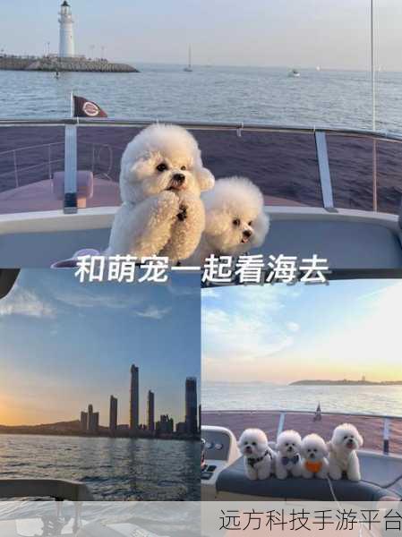 猫咪连线，萌宠点击新风尚，休闲时光的不二之选