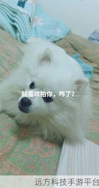 天天爱萌宠新版上线,萌宠养成,乐趣无限的休闲新选择