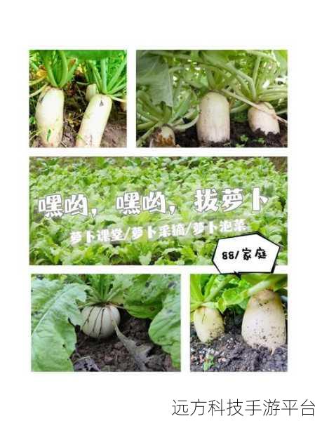 拔萝卜打扑克不盖:1. 拔萝卜与打扑克:乡村游戏的趣味结合