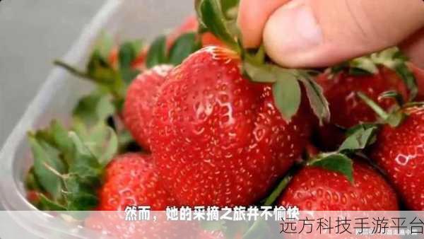 草莓高清码视频:1. 草莓高清码视频:探索新鲜水果的美味之旅