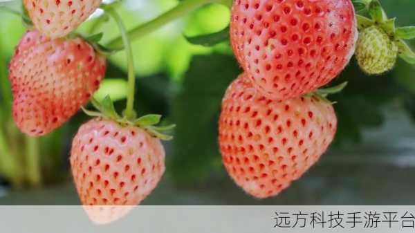 草莓视频：1. 草莓视频：畅享高清影视新体验