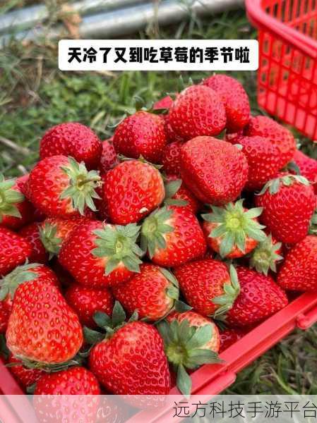 草莓视频:1. 草莓视频:畅享高清影视新体验