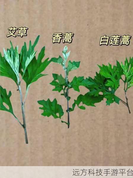 嫩叶草m码和澳洲码的区别：嫩叶草M码与澳洲码的区别解析及应用指南