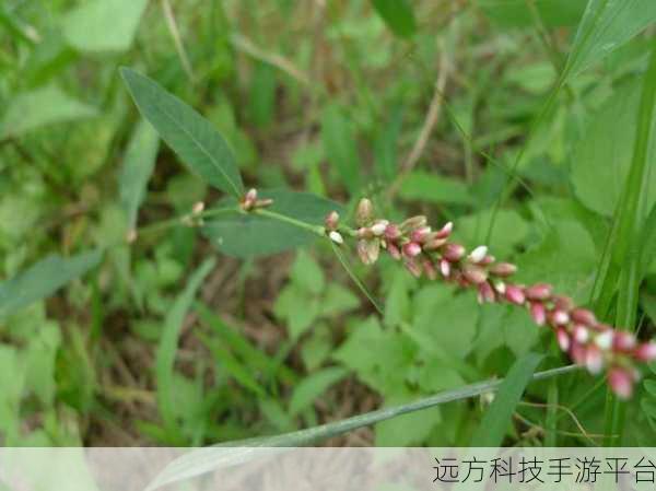嫩叶草m码和澳洲码的区别:嫩叶草M码与澳洲码的区别解析及应用指南