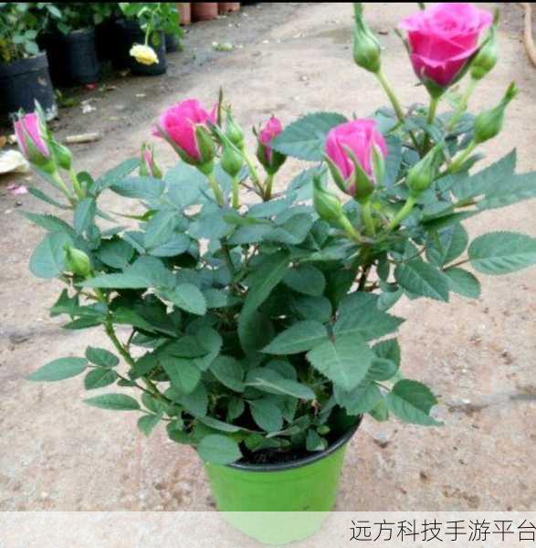 独占1.v1小花：当然可以！以下是一些基于“独占1.v1小花”的扩展标题建议：