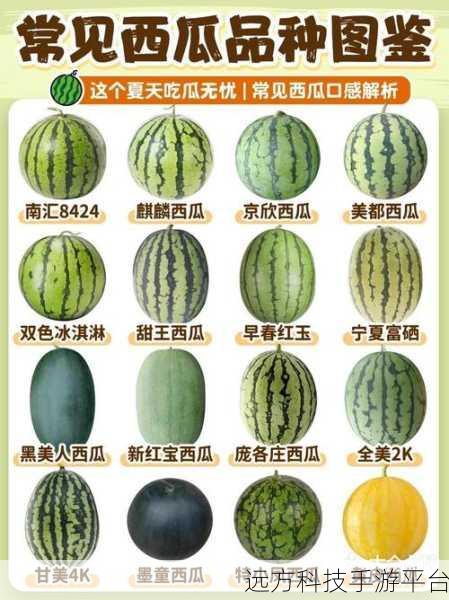 五一吃瓜今日吃瓜娜娜往日大瓜：1. 五一假期吃瓜指南：如何优雅地享受美食