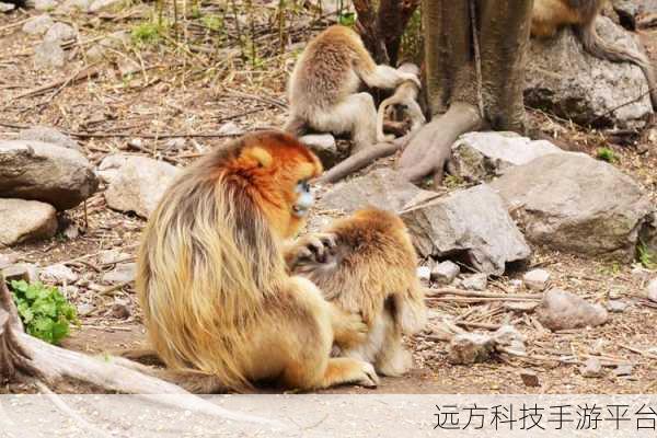 生猴子的全过程不盖被子:1. 生猴子的奇妙过程与不盖被子的启示