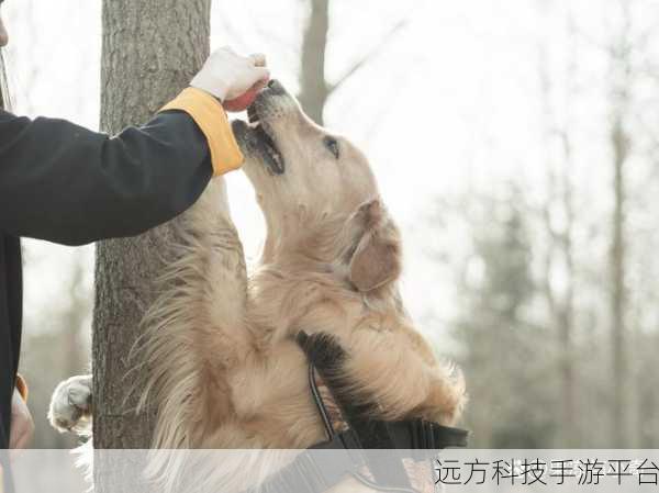 一个在上吃一个在下面舔：1. 上下配合的奇妙体验：探索新领域