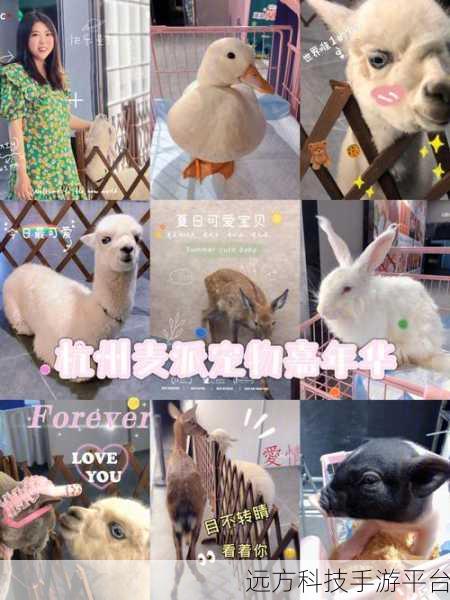 二重奏宠物竞赛,萌宠对决,智趣横生的休闲新选择