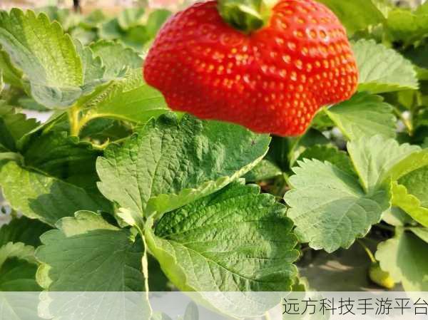 无限次观看视频app下载草莓:1. 无限畅享视频特权,草莓拓展带你飞!