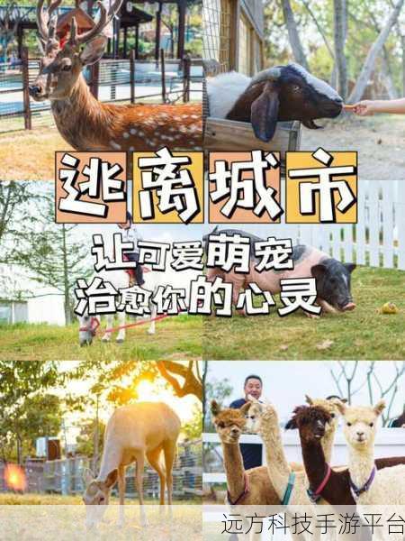 萌宠乐园新体验,我的鸡舍游戏,打造你的梦幻养鸡场
