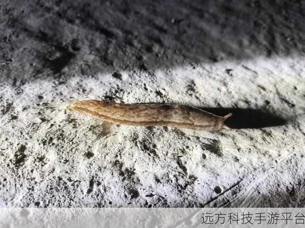 成为虫子的产卵工具:1. 从虫子的视角看产卵工具的奇妙设计