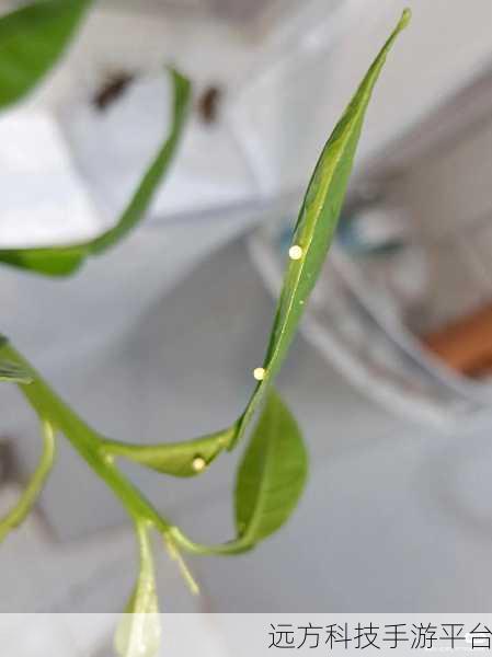 成为虫子的产卵工具:1. 从虫子的视角看产卵工具的奇妙设计