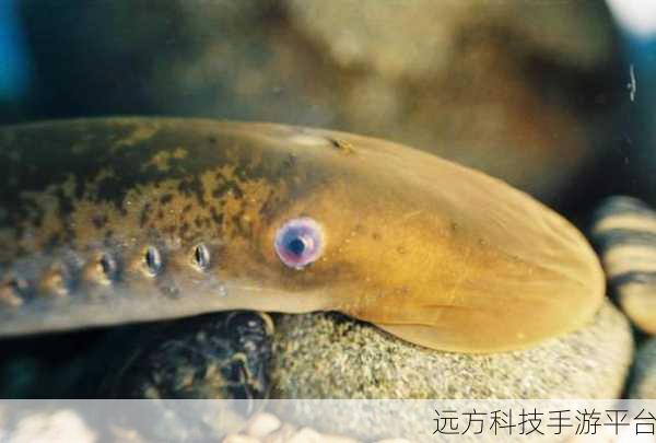 人鳗原型真实事件:1. "深海探秘:人鳗故事背后的真实事件