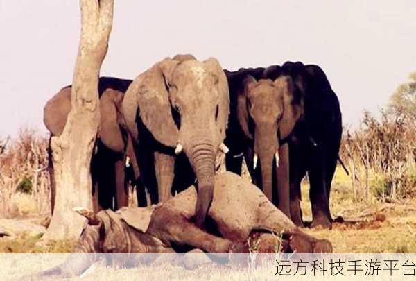 大象影视:1. 大象影视:探索奇幻世界的视觉盛宴
