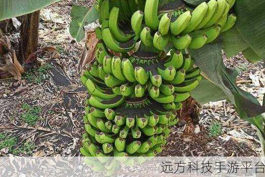 太阳城香蕉视频：1. ＂畅享太阳城香蕉视频，感受无尽娱乐魅力