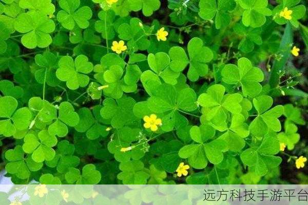 三叶草欧洲码在线：1. 三叶草欧洲码的全面解析与应用