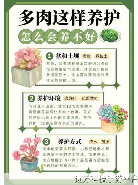 多肉1v2:1. 多肉植物养护技巧大揭秘,助你轻松掌握!