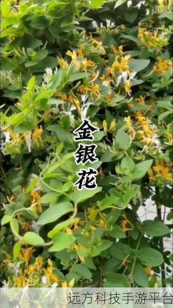 银色器物TXL金银花:1. 银色器物TXL的魅力:探索金银花文化