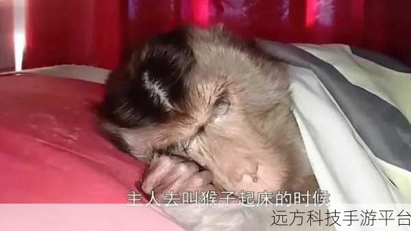 二人生猴子全程不盖被子：1. 二人共度温馨时光，猴子全程不盖被子的趣事