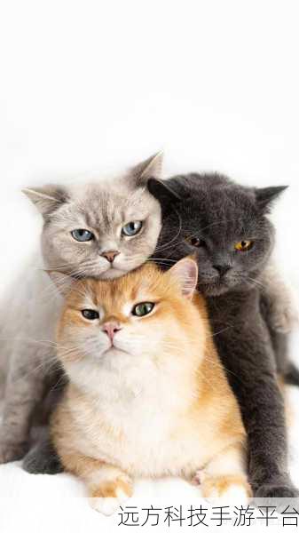 遇见你的猫,温馨养成,休闲时光的不二之选