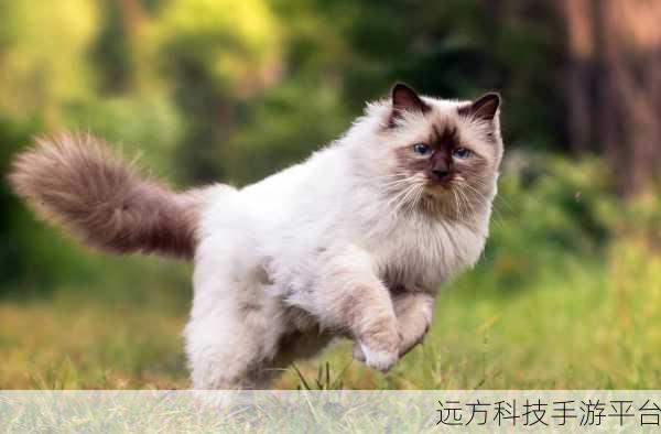 猫咪向前冲,萌宠跑酷,挑战你的敏捷极限!