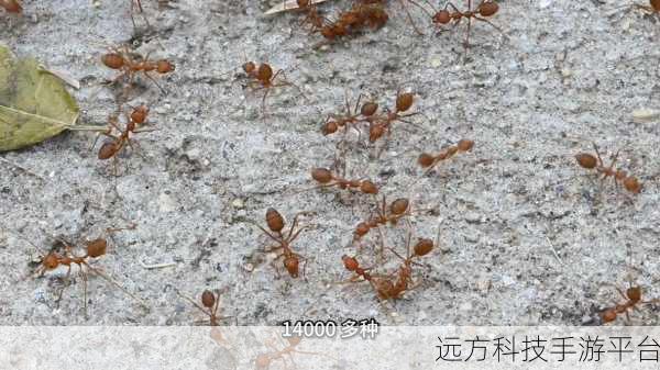 探索微观宇宙,蚂蚁世界3D——沉浸式模拟蚂蚁生存之旅