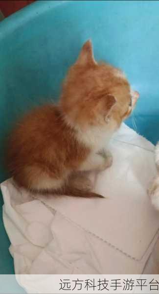 解救小猫，一场温馨治愈的休闲益智之旅