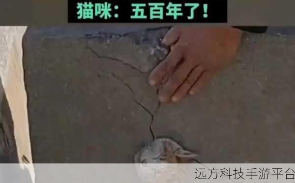 解救小猫,一场温馨治愈的休闲益智之旅