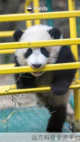 熊猫爱旅行,萌趣消除,开启益智休闲新篇章