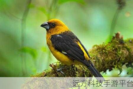 森林鸟狩猎，沉浸式射击体验，等你来战！